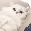 fcbokc