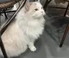 湖边的芦苇