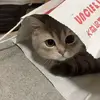 Y_B_H