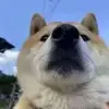 大连世界足球先生小江
