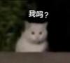 小鸟游乐园园长