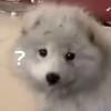 哇乎