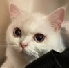 垃布朗詹姆猩