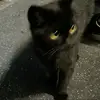 杰杰困了嗷
