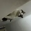 十步望南