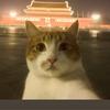 蛋蛋哥是冠军