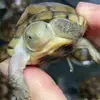 国足99边后卫