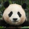 泉州欧洲最佳年轻球员小陈4