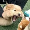 辽宁边后卫小闫3