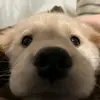 boboboball