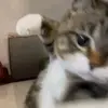卡布奇诺丶