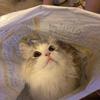 Hani-