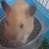 星辰风夏