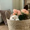 打伞的鱼儿
