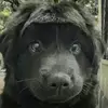 应欢欢i