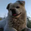 东莞圣埃利亚球场小覃9