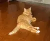 且丽纳豆黑球