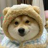 北冥柴犬