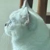 FGZC077