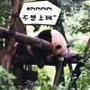 北伦敦的冷静猫