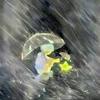 青岛天津津门虎小崔