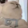 撒人