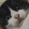 是曦瓜啊