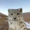 怕冷的雪豹