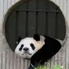 江南freedom