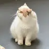 是萌Owen噢