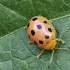 Z-Xxxx