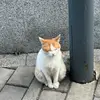 斯丢皮