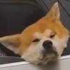 南京法兰克福小陈
