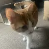 BWZemo