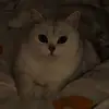 呆萌的小7