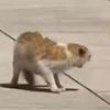 刘梅西是个高中锋