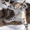 丶秦珂