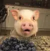 bluepig丶