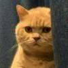 橘猫猫猫