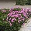 xingxingyoulei
