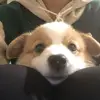 啊洋啊