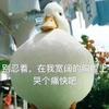 青岛边后卫小付6
