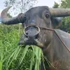 星光闪耀白鹿巷
