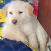 格列兹琨