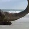 迎风尿一手