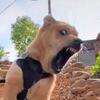 绯红的眼