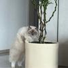 兮兮-