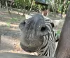 dog没有猫尾巴
