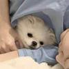 辽宁前腰小蒋