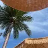 黑龙江金球奖小熊5